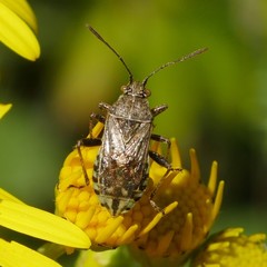 Stictopleurus punctatonervosus
