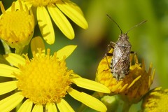 Stictopleurus punctatonervosus