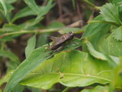 Loxoblemmus