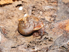 Austrorhytida glaciamans