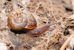 Austrorhytida glaciamans