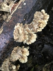 Cerrena zonata