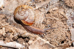 Austrorhytida glaciamans