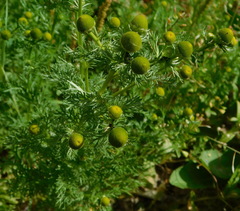 Matricaria discoidea