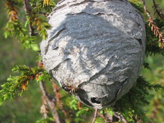 Dolichovespula norwegica