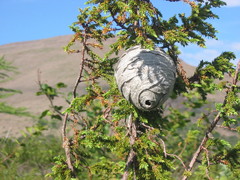 Dolichovespula norwegica