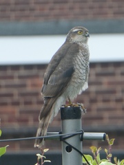 Accipiter nisus