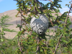 Dolichovespula norwegica