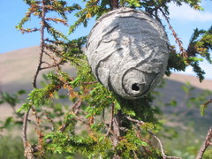 Dolichovespula norwegica