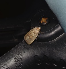 Elaphria fuscimacula