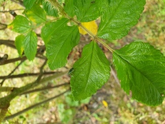 Polydrusus formosus
