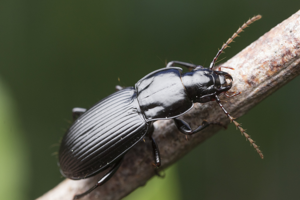 Pterostichus algidus