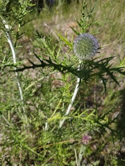Echinops latifolius