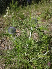 Echinops latifolius