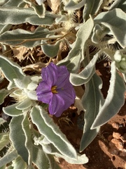 Solanum ellipticum
