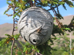 Dolichovespula norwegica