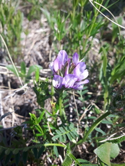 Astragalus agrestis