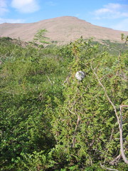 Dolichovespula norwegica
