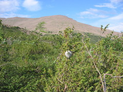 Dolichovespula norwegica