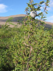 Dolichovespula norwegica