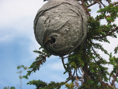 Dolichovespula norwegica