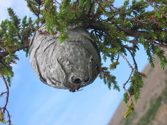 Dolichovespula norwegica