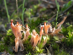 Clavulina vinaceocervina