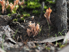 Clavulina vinaceocervina