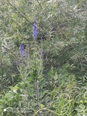 Delphinium retropilosum