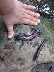 Isthmura gigantea