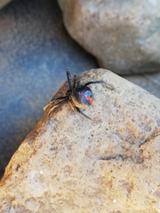 Latrodectus indistinctus
