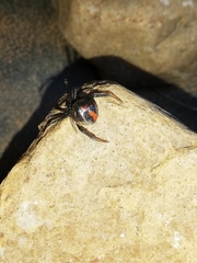 Latrodectus indistinctus