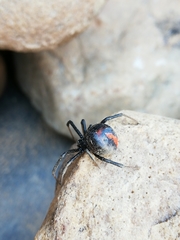Latrodectus indistinctus