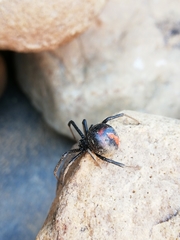 Latrodectus indistinctus