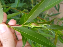 Rabdophaga terminalis