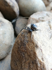 Latrodectus indistinctus