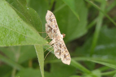 Nausinoe