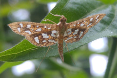 Nausinoe