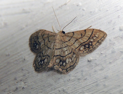 Idaea moniliata