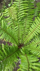 Dryopteris crassirhizoma