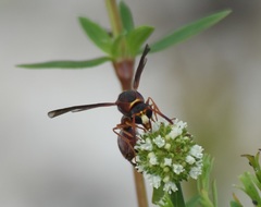 Eumenes smithii