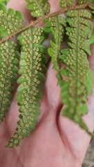 Dryopteris crassirhizoma