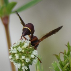 Eumenes smithii