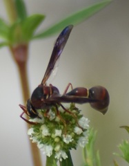 Eumenes smithii