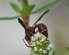 Eumenes smithii
