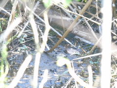 Laterallus melanophaius