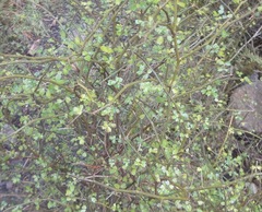 Carmichaelia odorata