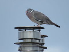 Columba palumbus