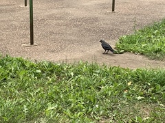 Corvus monedula