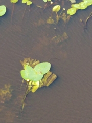 Nuphar lutea